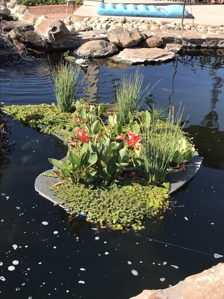 Floating Islands | Water Plants | Garden Ponds | Loomis, CA
