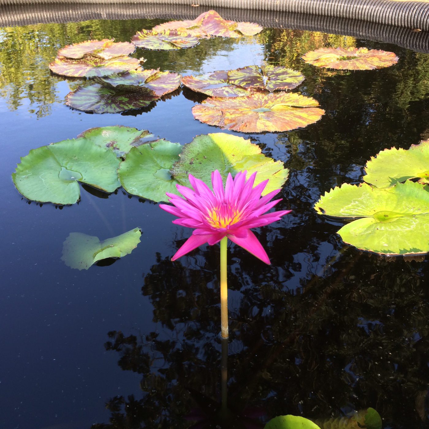 Freshwater Pond Plants